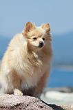 SPITZ ALLEMAND 386
